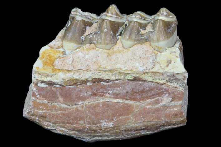 Oreodont Jaw Section With Teeth - South Dakota #82201